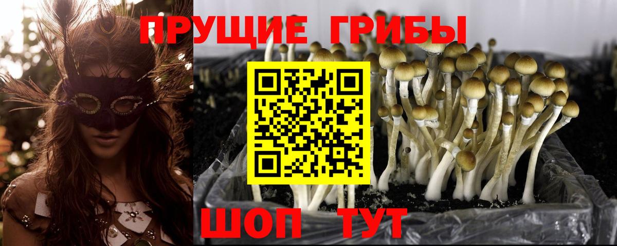 Галлюциногенные грибы Psilocybine cubensis  где можно купить   Кировск  Вход с VPN 